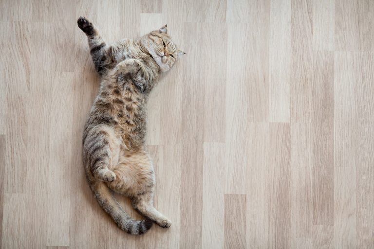 Dog-Friendly-Flooring